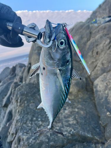 スマガツオの釣果