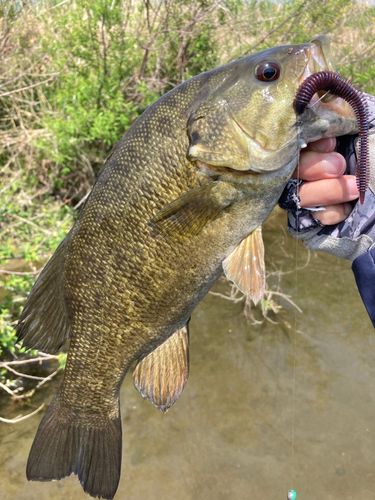 スモールマウスバスの釣果