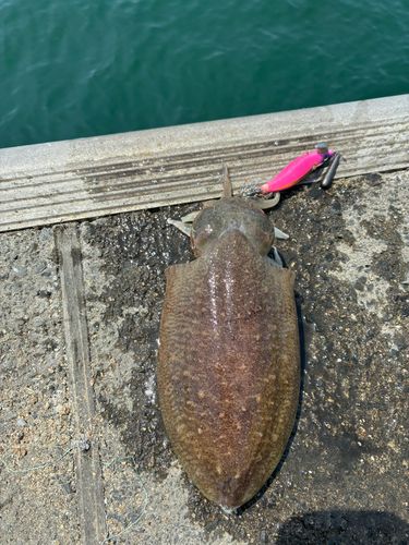 イカの釣果