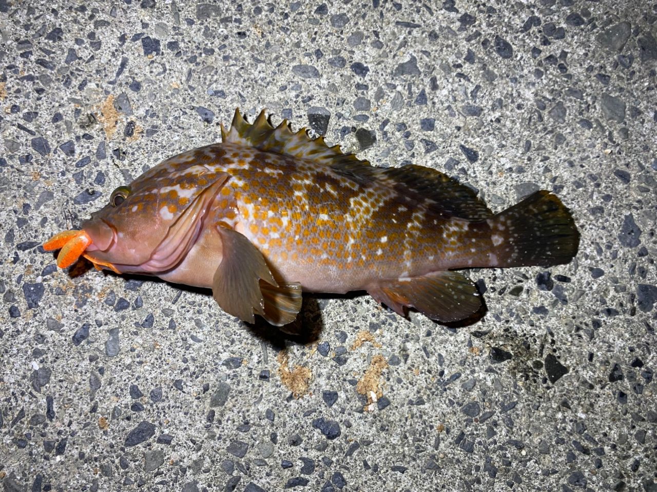 アコウ