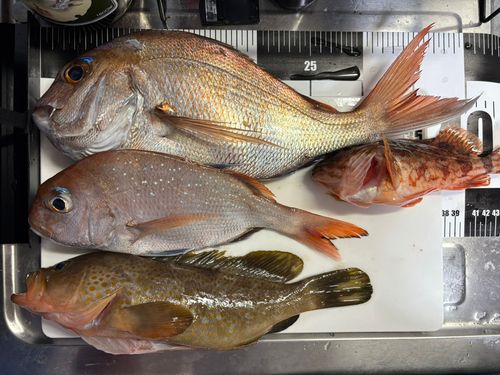 マダイの釣果