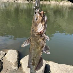 アメリカナマズ