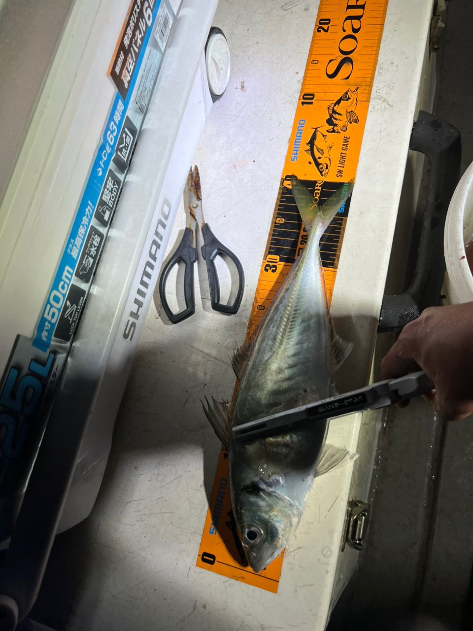 モンスターラッシュさんの釣果 1枚目の画像