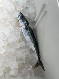 サバの釣果
