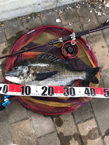 チヌの釣果