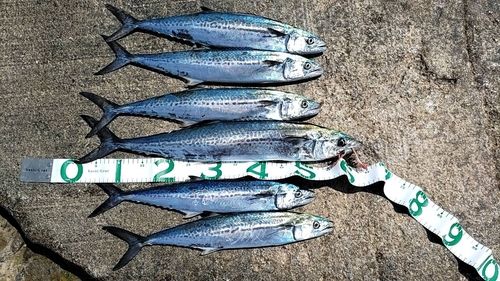 サゴシの釣果