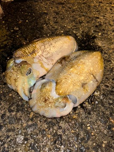 コウイカの釣果