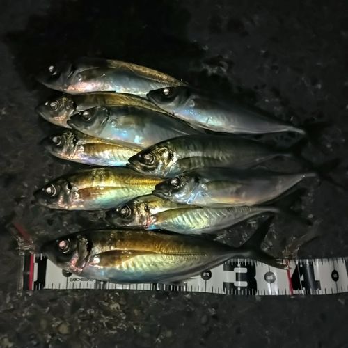アジの釣果