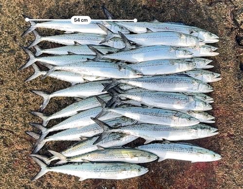 サゴシの釣果