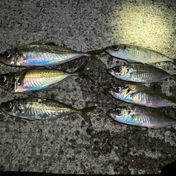 アジ