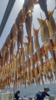 ヤリイカの釣果