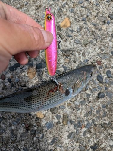 コノシロの釣果