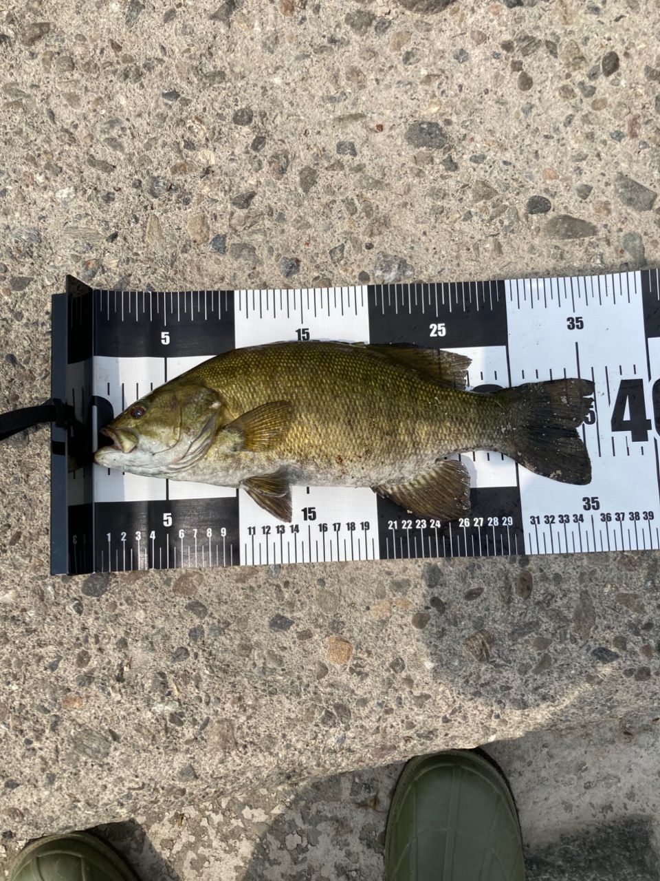 スモールマウスバス