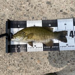 スモールマウスバス