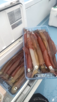 ヤリイカの釣果