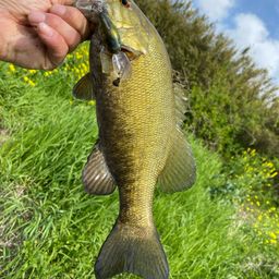 スモールマウスバス