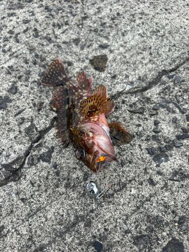 カサゴの釣果
