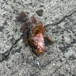 カサゴ
