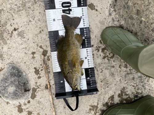 スモールマウスバスの釣果