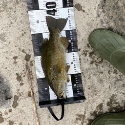 スモールマウスバス