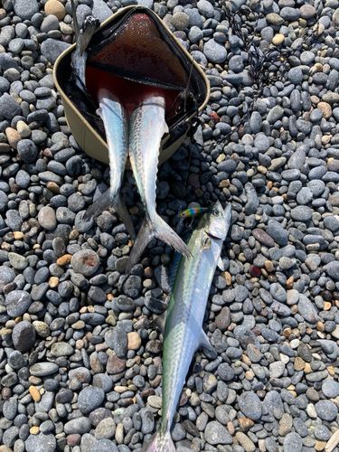 サゴシの釣果