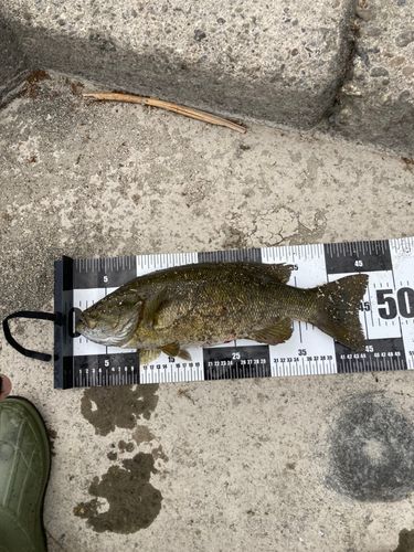 スモールマウスバスの釣果