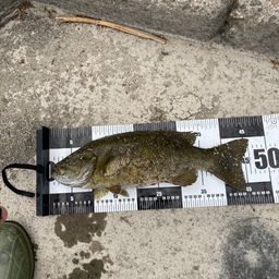 スモールマウスバス