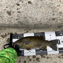 スモールマウスバス