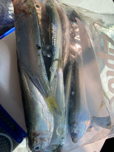 サッパの釣果