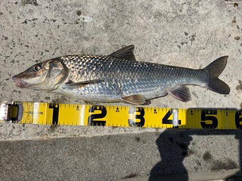 コイの釣果