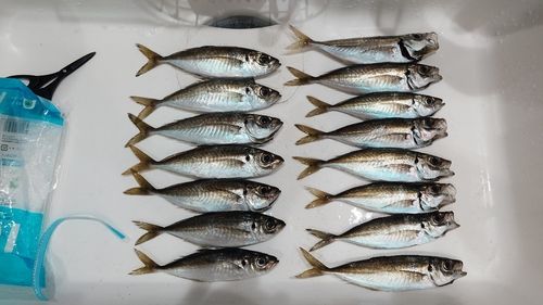 アジの釣果