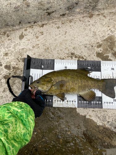 スモールマウスバスの釣果