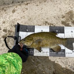 スモールマウスバス