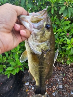 ラージマウスバスの釣果