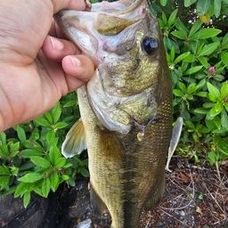 ラージマウスバス