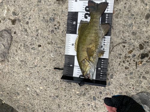 スモールマウスバスの釣果