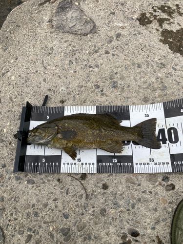 スモールマウスバスの釣果