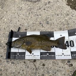 スモールマウスバス