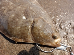 イシガレイの釣果