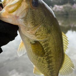 ラージマウスバス