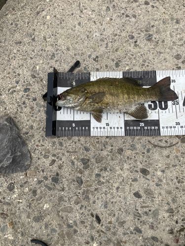 スモールマウスバスの釣果