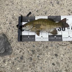 スモールマウスバス