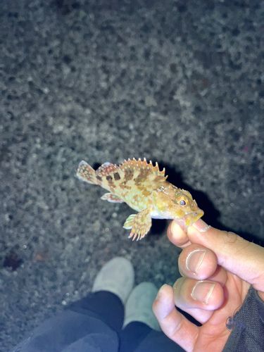 カサゴの釣果
