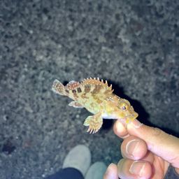 カサゴ