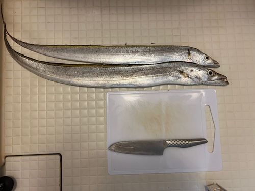 タチウオの釣果