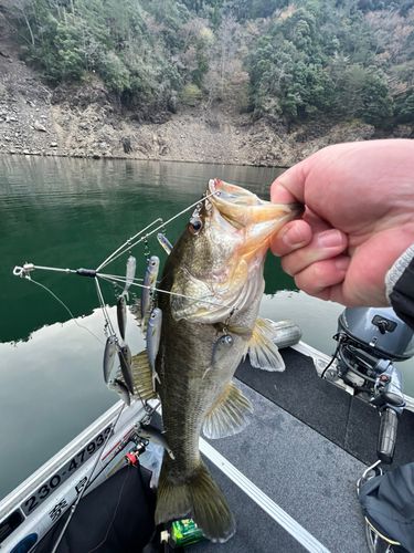 ブラックバスの釣果