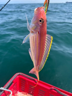 イトヨリダイの釣果