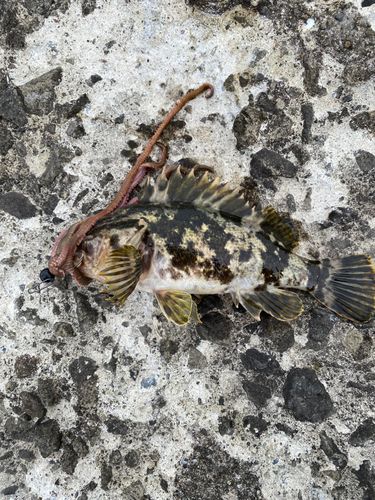 ベッコウゾイの釣果