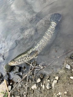 ライギョの釣果