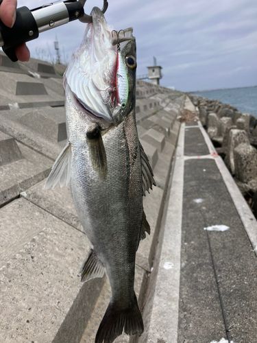 スズキの釣果